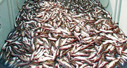 (Image: Wikimedia Commons)