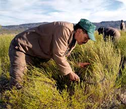 Striking Rooibos tea workers have decided to return to work. Image:
