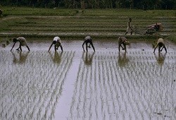 Sierra Leone: nursing agriculture back to health