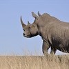 Buffett Foundation helps to combat rhino poaching