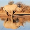 High-profile speakers to attend rhino conference