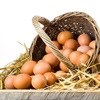 Egg Foundation aims to combat malnutrition