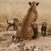 Whiskas partners with Cheetah Outreach Trust for new campaign