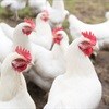 Poultry producers about to rebound