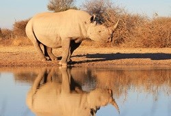 Duke of Edinburgh Championship supports rhino conservation