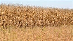 Maize futures fall on firmer currency