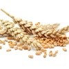 Good year for grain farmers expected