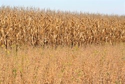 Maize futures slip on estimates of excess supply