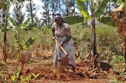 Kenyan farmers can adapt successfully to climate change. Photo: