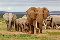 Meerendal retracts application for elephants