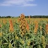 Sorghum beer industry falls flat