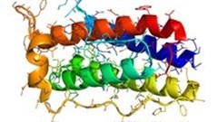 Leptin also influences brain cells that control appetite, Yale researchers find