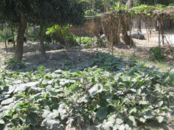 "South Africa should invest more in agriculture to create jobs" - Senzeni Zokwana. (Image: Ibrahim Husain Meraj, via Wikimedia Commons)