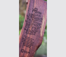 34 saving indigenous forests one braai at a time with Castle Lager