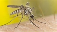 Malaria expert panel focuses on access to quality antimalarials