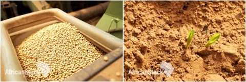 [Climate changing the face of agriculture]: Part 2 - Farmers fight against climate change