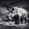 Team effort only way to beat rhino poaching