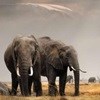 New publication addresses poaching issues