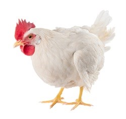 RCL Foods FY headline loss per share seen at 60c