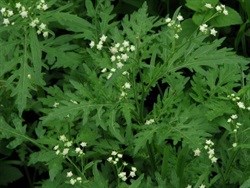 Famine Weed (Parthenium hysterophorus) Image source: