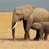 World Elephant Day is a time for celebration and concern