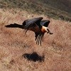 Second Bearded Vulture hide opened in Drakensberg