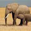 Elephant behaviour project backed by Amarula Trust