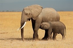 Elephant behaviour project backed by Amarula Trust