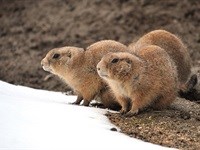 Why your brand shouldn't act like an Arctic ground squirrel