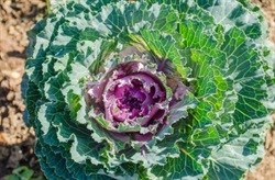 Kumba hands over R16m bioenergy and organic vegetable project