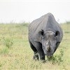 Hawks arrest ten alleged rhino poachers