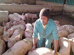 Eclesia Pele tends to the pigs.The piggery’s feed and other input bills come to about R58,000 per week.