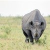 SA monitoring major rhino poaching case