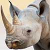 SA citizens indicted in US rhino poaching case