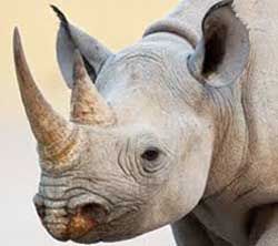 Two South Africans, joint-owners of Out of Africa Adventurous Safaris have been indicted by the US Department of Justice in connection with alleged rhino poaching. Image: