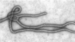 IBM offers analytics platform for Ebola fight