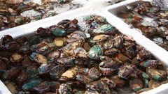 Aquaculture research collaboration responds to real challenges facing abalone farmers
