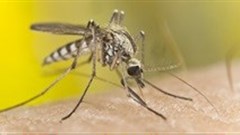 New malaria treatment unveiled in New Orleans