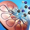 Muscle mass and chronic kidney disease