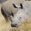 No decision on legal rhino horn trade