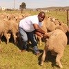 Five-year commercial sheep production drive gets underway