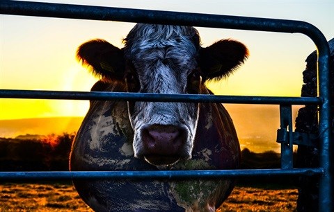 Cowspiracy - ignoring the 'cow' in the room