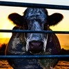 Cowspiracy - ignoring the 'cow' in the room