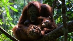 Greenpeace rebukes paper giant over farmer's death