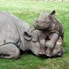 SANParks partners with PPF to care for injured rhino