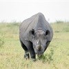 Two rhinos poached in Eastern Cape