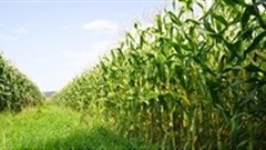 How the energy crisis impacts on food security in SA