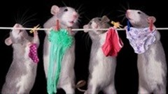 Is there a rat in your underwear drawer?