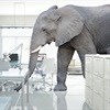 The elephant in the SAARF boardroom