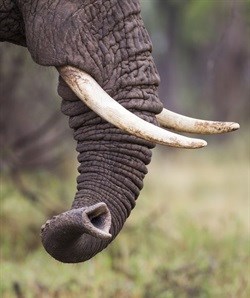 Kenya prosecutors block 'ivory kingpin' bail release